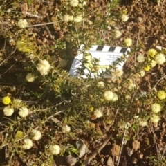 Acacia gunnii (Ploughshare Wattle) at Watson, ACT - 14 Aug 2021 by MAX