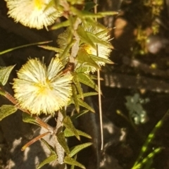 Acacia gunnii at Watson, ACT - 14 Aug 2021