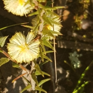 Acacia gunnii at Watson, ACT - 14 Aug 2021