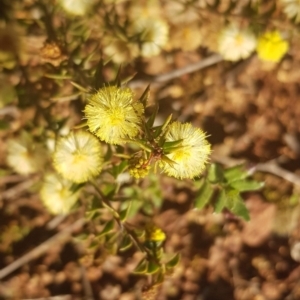 Acacia gunnii at Watson, ACT - 14 Aug 2021