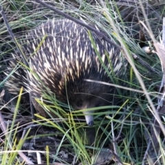 Tachyglossus aculeatus (Short-beaked Echidna) at Downer, ACT - 15 Aug 2021 by jb2602