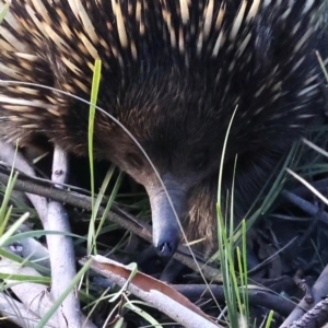 Tachyglossus aculeatus at Downer, ACT - 15 Aug 2021