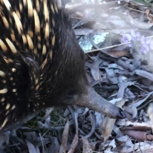 Tachyglossus aculeatus at Downer, ACT - 15 Aug 2021