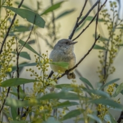 Acanthiza reguloides (Buff-rumped Thornbill) at Kambah, ACT - 11 Aug 2021 by trevsci
