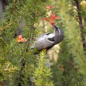 Phylidonyris pyrrhopterus at Stromlo, ACT - 11 Aug 2021