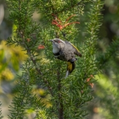 Phylidonyris pyrrhopterus at Stromlo, ACT - 11 Aug 2021 10:56 AM