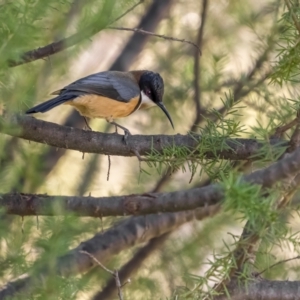 Acanthorhynchus tenuirostris at Stromlo, ACT - 11 Aug 2021