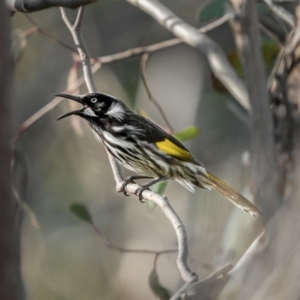 Phylidonyris novaehollandiae at Stromlo, ACT - 11 Aug 2021 10:27 AM