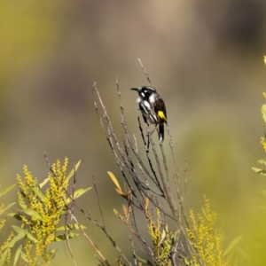 Phylidonyris novaehollandiae at Stromlo, ACT - 11 Aug 2021