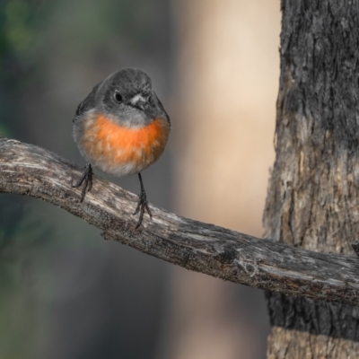 Petroica boodang (Scarlet Robin) at Kambah, ACT - 10 Aug 2021 by trevsci