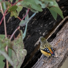 Pardalotus punctatus (Spotted Pardalote) at Kambah, ACT - 11 Aug 2021 by trevsci