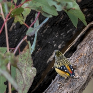 Pardalotus punctatus at Kambah, ACT - 11 Aug 2021