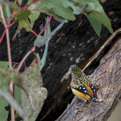 Pardalotus punctatus (Spotted Pardalote) at Bullen Range - 11 Aug 2021 by trevsci