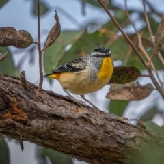 Pardalotus punctatus at Kambah, ACT - 11 Aug 2021