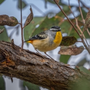 Pardalotus punctatus at Kambah, ACT - 11 Aug 2021