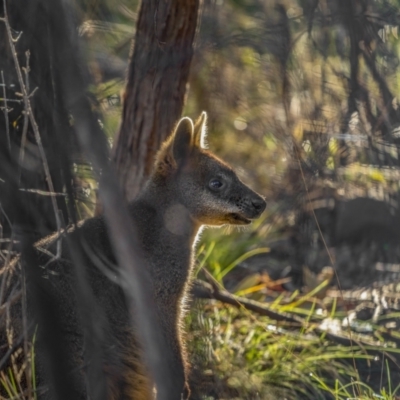 Wallabia bicolor (Swamp Wallaby) at Kambah, ACT - 10 Aug 2021 by trevsci