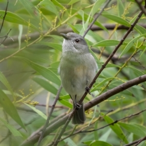 Pachycephala pectoralis at Kambah, ACT - 11 Aug 2021