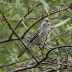 Pachycephala pectoralis at Kambah, ACT - 11 Aug 2021