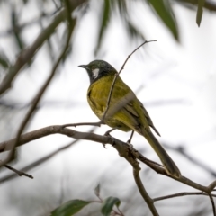 Nesoptilotis leucotis (White-eared Honeyeater) at Bullen Range - 11 Aug 2021 by trevsci