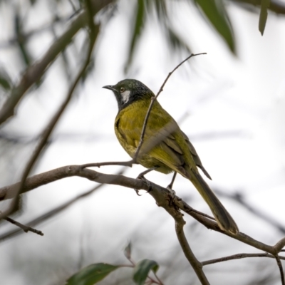 Nesoptilotis leucotis (White-eared Honeyeater) at Kambah, ACT - 11 Aug 2021 by trevsci