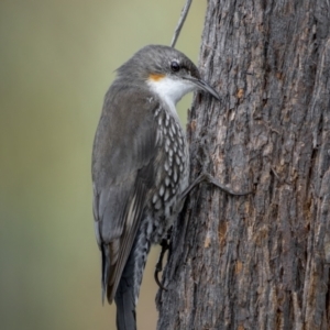 Cormobates leucophaea at Kambah, ACT - 11 Aug 2021