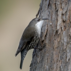 Cormobates leucophaea at Kambah, ACT - 11 Aug 2021