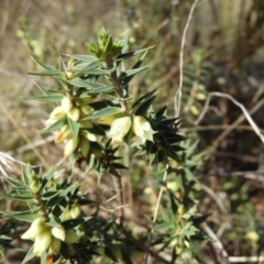 Melichrus urceolatus (Urn Heath) at Mount Taylor - 15 Aug 2021 by MatthewFrawley