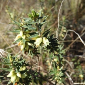 Melichrus urceolatus at Kambah, ACT - 15 Aug 2021 02:28 PM