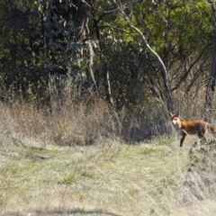 Vulpes vulpes (Red Fox) at Lions Youth Haven - Westwood Farm - 16 Aug 2021 by HelenCross