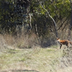 Vulpes vulpes (Red Fox) at Tuggeranong DC, ACT - 16 Aug 2021 by HelenCross