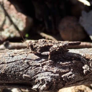 Paratettix argillaceus at Holt, ACT - 13 Aug 2021