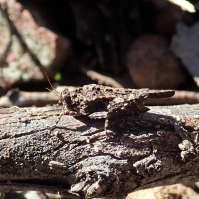 Paratettix argillaceus (A pygmy grasshopper) at Aranda Bushland - 13 Aug 2021 by CathB