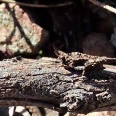 Paratettix argillaceus at Holt, ACT - 13 Aug 2021