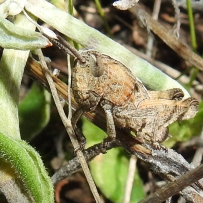 Acrididae sp. (family) (Unidentified Grasshopper) at Lions Youth Haven - Westwood Farm - 16 Aug 2021 by HelenCross