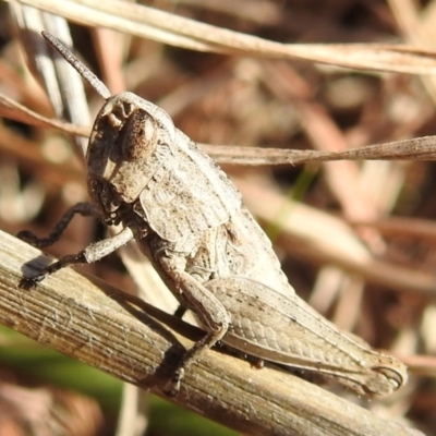 Apotropis tricarinata (Eastern striped grasshopper) at Lions Youth Haven - Westwood Farm - 16 Aug 2021 by HelenCross