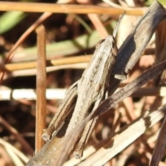 Apotropis tricarinata at Kambah, ACT - 16 Aug 2021