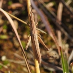 Keyacris scurra (Key's Matchstick Grasshopper) at Kambah, ACT - 16 Aug 2021 by HelenCross