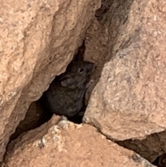 Rattus rattus (Black Rat) at Cook, ACT - 16 Aug 2021 by JVR