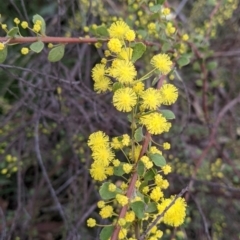 Acacia acinacea (Gold Dust Wattle) at Albury - 16 Aug 2021 by Darcy