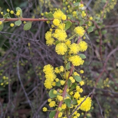 Acacia acinacea (Gold Dust Wattle) at Charles Sturt University - 16 Aug 2021 by Darcy