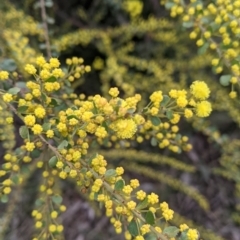 Acacia acinacea at Thurgoona, NSW - 16 Aug 2021 11:23 AM