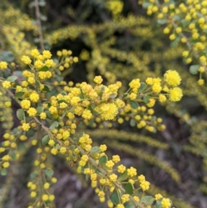 Acacia acinacea at Thurgoona, NSW - 16 Aug 2021 11:23 AM
