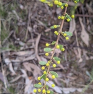 Acacia acinacea at Thurgoona, NSW - 16 Aug 2021