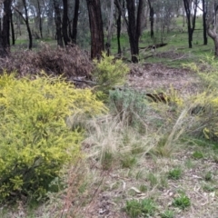 Acacia acinacea at Thurgoona, NSW - 16 Aug 2021