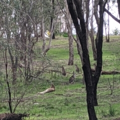 Macropus giganteus (Eastern Grey Kangaroo) at Thurgoona, NSW - 16 Aug 2021 by Darcy