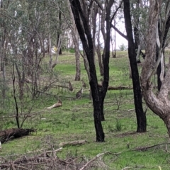 Macropus giganteus at Thurgoona, NSW - 16 Aug 2021