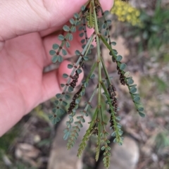 Indigofera adesmiifolia (Tick Indigo) at Albury - 16 Aug 2021 by Darcy