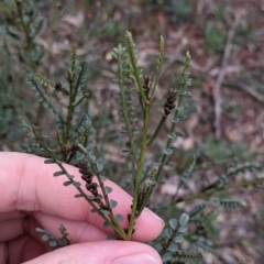 Indigofera adesmiifolia at Thurgoona, NSW - 16 Aug 2021