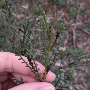 Indigofera adesmiifolia at Thurgoona, NSW - 16 Aug 2021