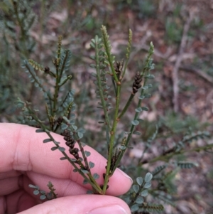 Indigofera adesmiifolia at Thurgoona, NSW - 16 Aug 2021 11:24 AM